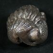 Amazing Enrolled Silica Eldredgeops Trilobite #5517-2